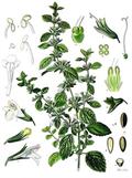 Melissa Officinalis